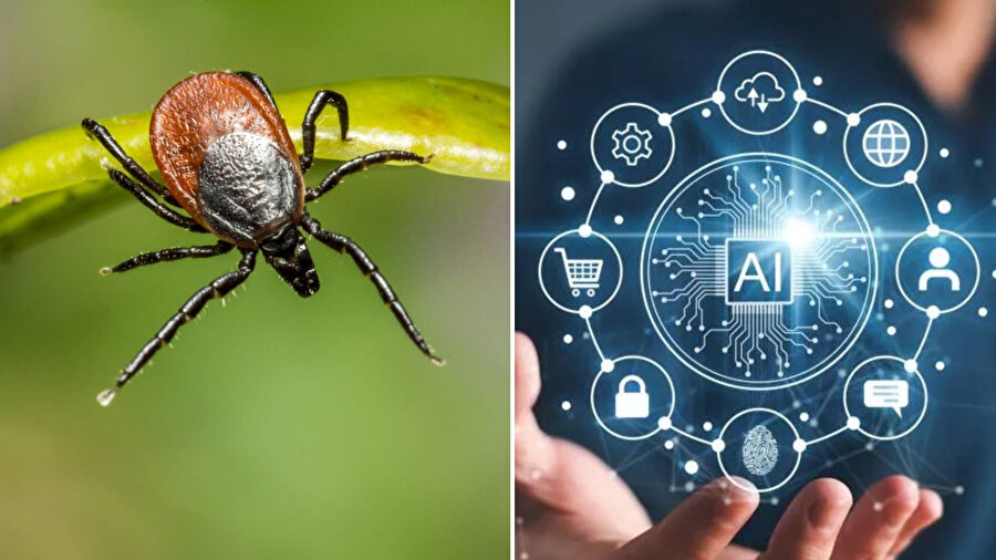 Semptomlarını analiz eden yapay zeka, Lyme hastalığı olasılığını ortaya koydu.