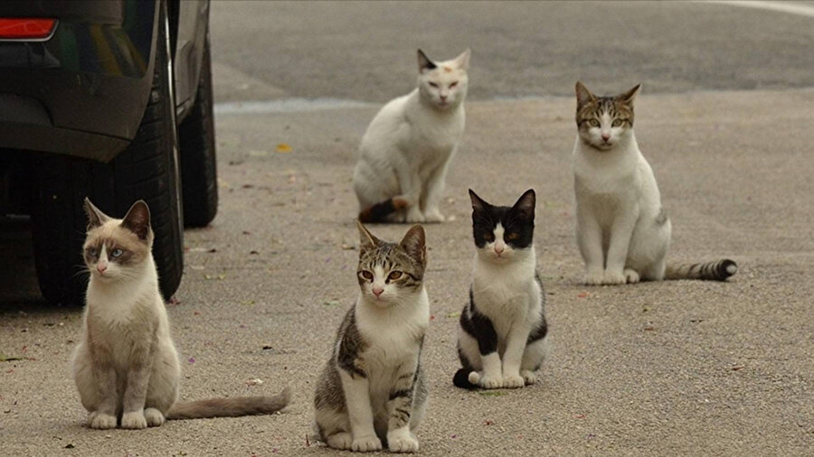 Kediler insanları geçti! GKRY’de sokak kedisi nüfusu 1 milyonu aştı