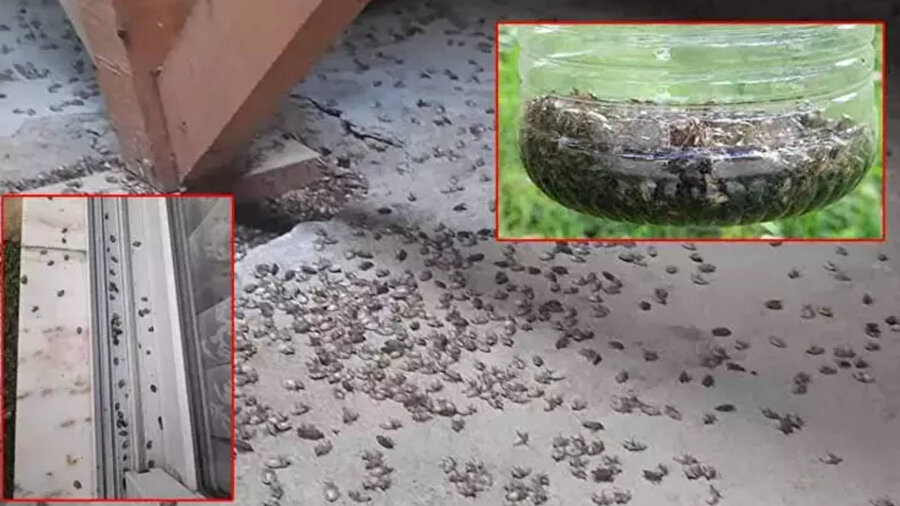 Kahverengi kokarca zararlısı