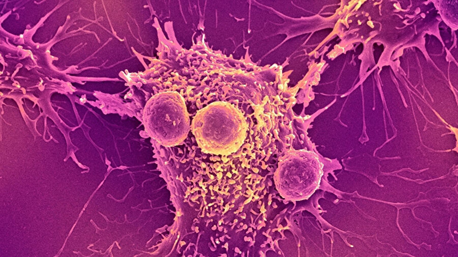 Farelerde denenen yeni kanser aşısı, bazı tümör türlerine karşı %88’e varan başarı gösterdi.