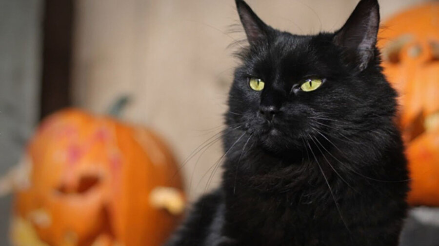 Kent yönetimi, siyah kedilerin geçici olarak sahiplendirilmesini yasakladı.