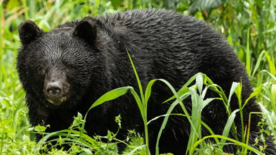 Nisan ayından bu yana en az yedi kişi hayatını kaybetti, çok sayıda kişi ise yaralandı.