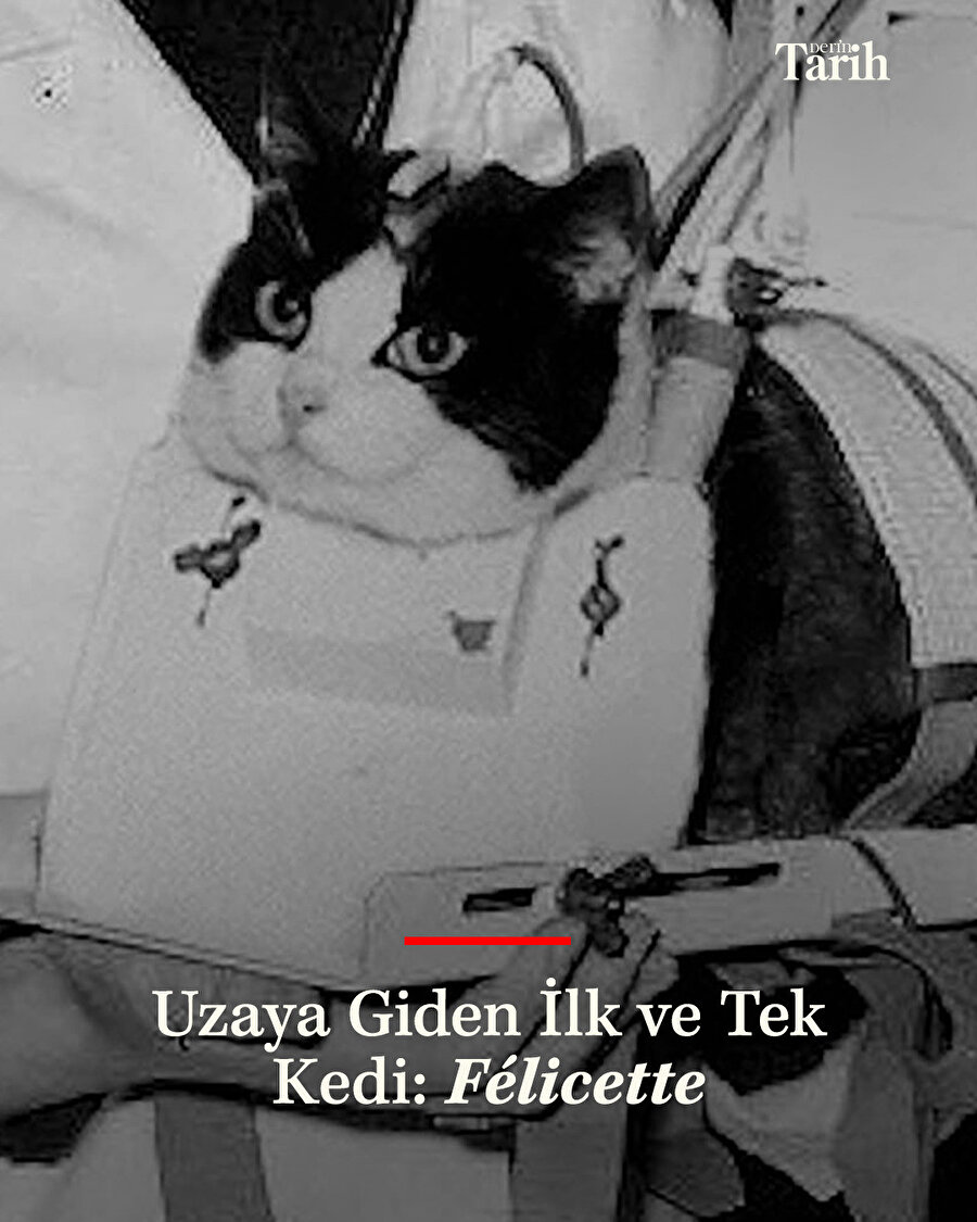 Uzaya Giden İlk ve Tek Kedi: Félicette’nin Öyküsü
