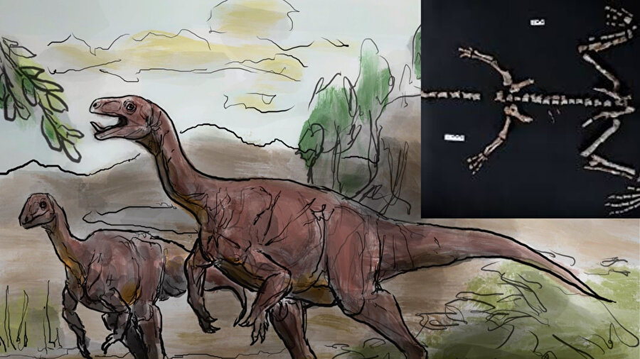 ​Arjantin’in And Dağları’nda keşfedilen 225 milyon yıllık Huayracursor jaguensis, dünyanın en eski dinozorlarından biri olarak tarihe geçti