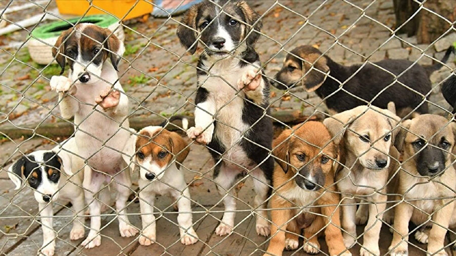 Sahipsiz hayvan ihbarları artık 112’den yapılabilecek