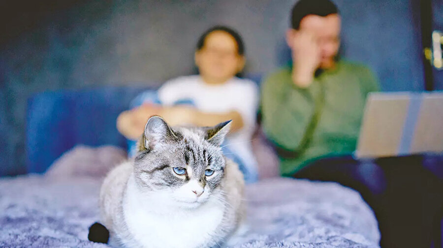 Boşanma protokolüne “kedi nafakası” maddesi eklendi