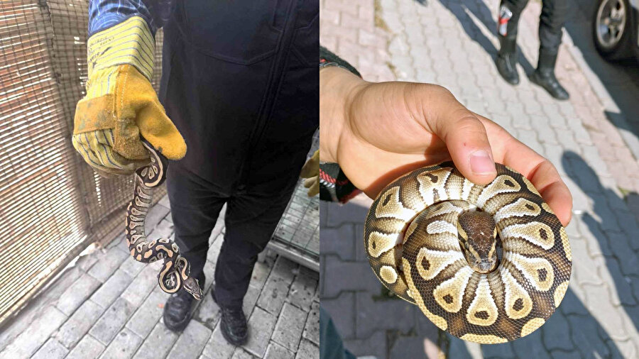 Cebinden yavru piton çıktı