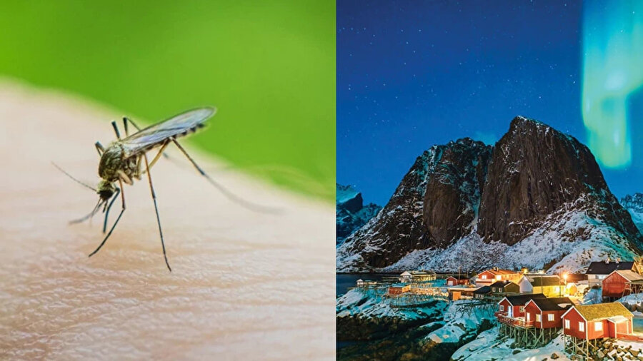 '​Sivrisineksiz ülke' ünvanını kaybetti