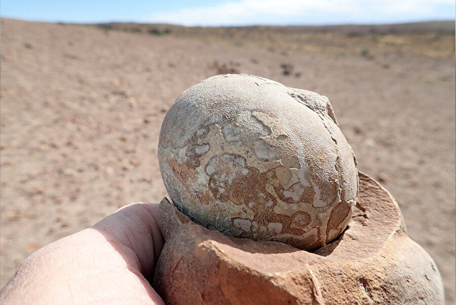 70 milyon yıllık mükemmel korunmuş dinozor yumurtası bulundu