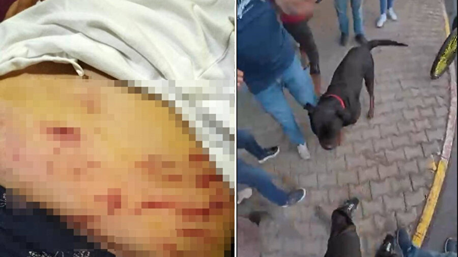 Sokakta ağızlıksız gezdirilen köpek dehşet saçtı