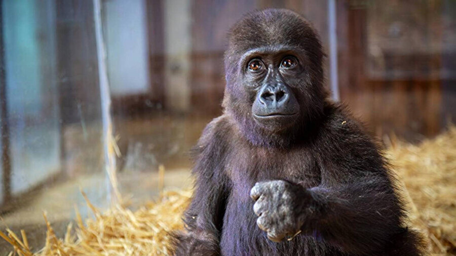 Yasak ticaretten kurtuldu, DNA testiyle kaderi değişti: Yavru goril Zeytin Türkiye’de kalacak