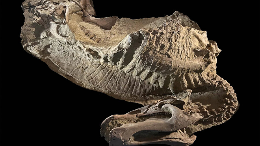 Dinozorların gerçek görünümüne dair yeni bilgiler sağladı.