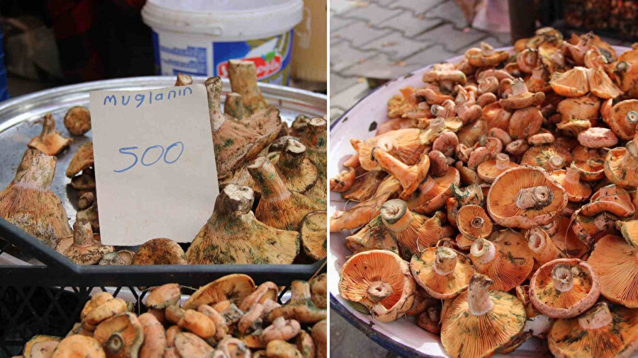 Yağmurla birlikte çıktı, fiyatı cep yakıyor: Kilosu 500 liradan satılıyor