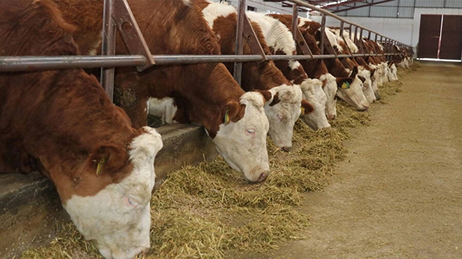 34 köyde şap karantinası