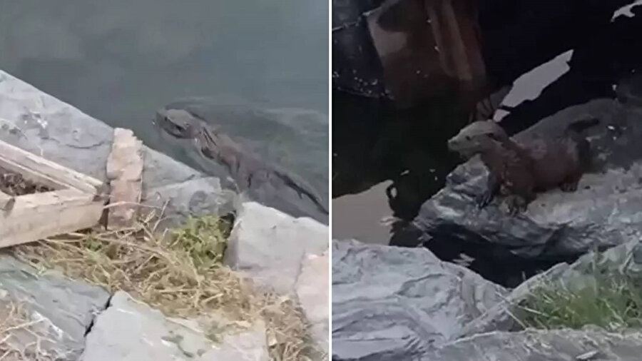 Küçükçekmece’deki Menekşe Deresi’nde, nesli tükenme tehlikesi altında bulunan bir su samuru görüldü.