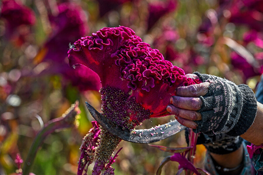 Keşmir'in doğal gıda boyası ve mutfak sırrı