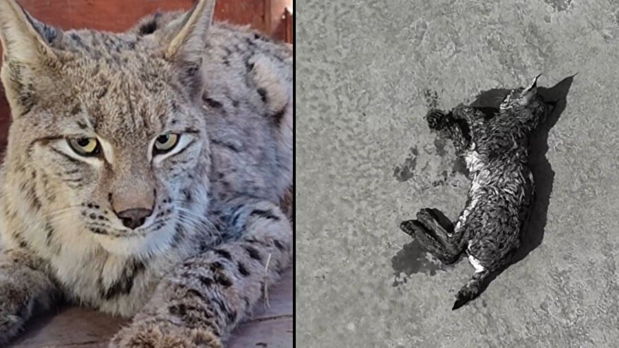 Kurtarılan vaşak, bakıma alındı