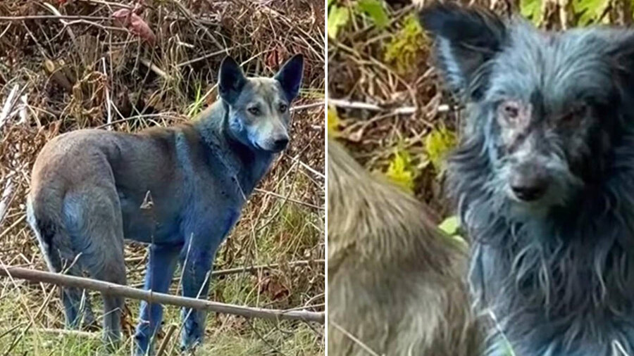 Çernobil’de “mavi köpekler” görüldü.