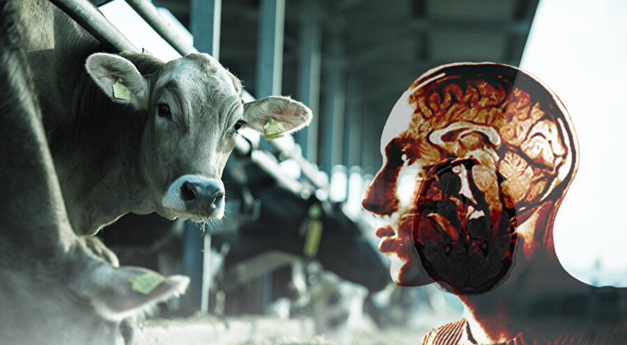 Ankara’dan sonra Bolu'da da görüldü: Deli dana hastalığı nedir? Deli dana hastalığı nasıl bulaşır?