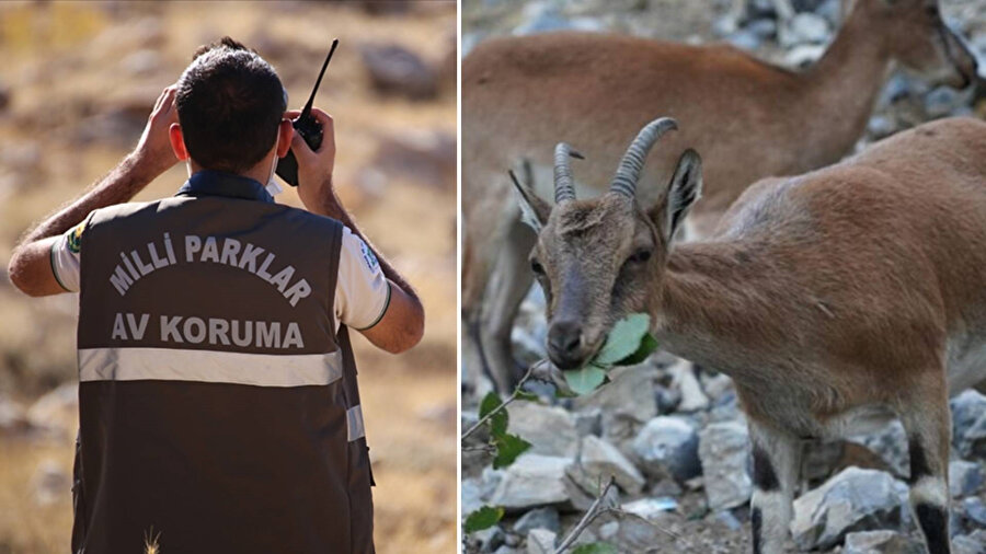 Doğa katliamına geçit yok: İki yaban keçisini öldürenlere 1,9 milyon lira rekor ceza