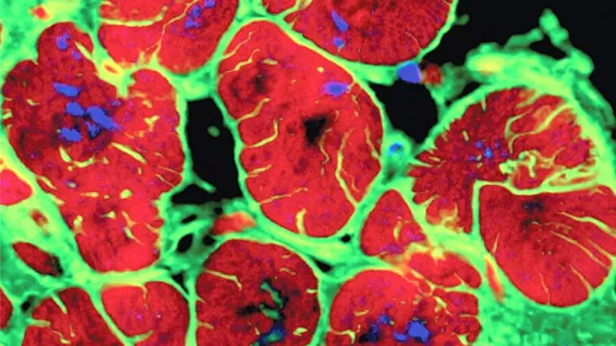 CCNA2 adlı bu genin yeniden aktif hale getirilmesi, kalp hücrelerinin kendini yenilemesini sağlıyor.