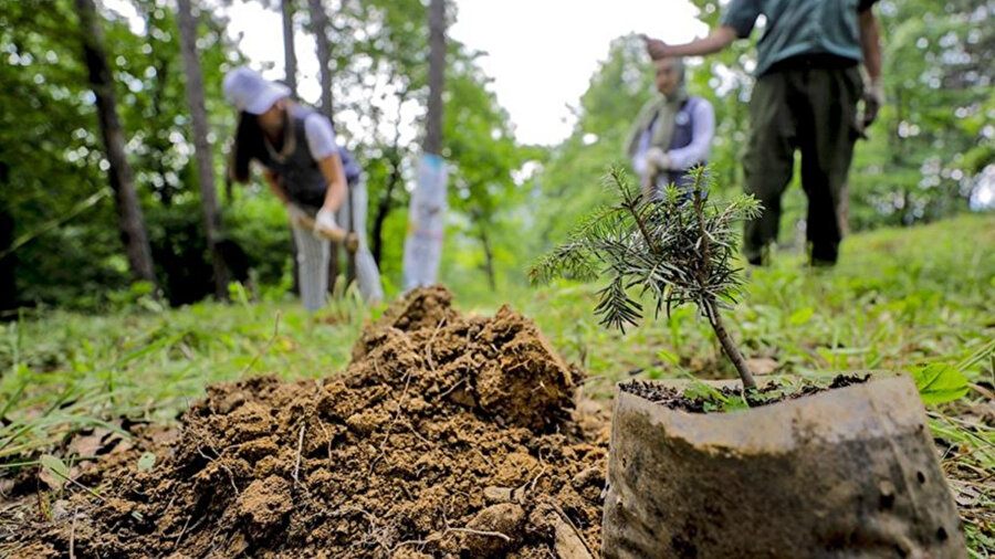 81 ilde fidanlar toprakla buluşacak