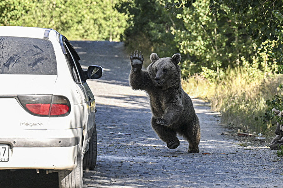 Japonya'da ayı alarmı