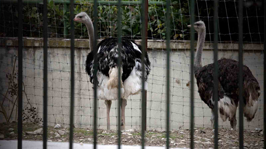 Avrupa'da kuş gribi salgını
