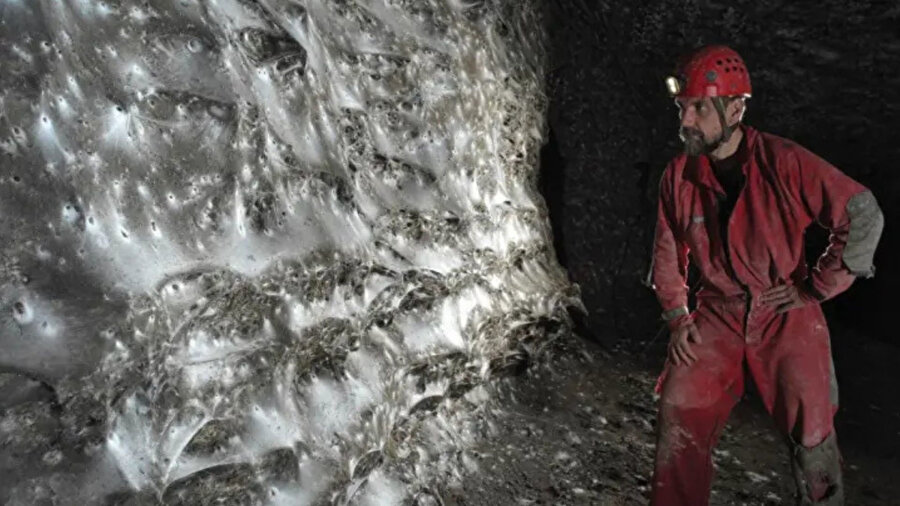 İçinden binlerce örümcek çıktı