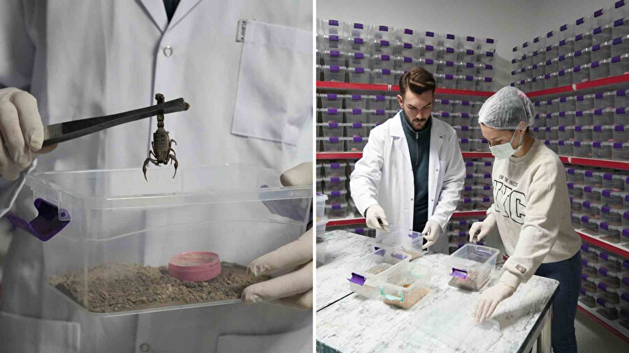 ​Niğde’de başladı, dünyaya yayıldı