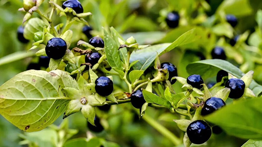  Tehlike yeniden kapıda