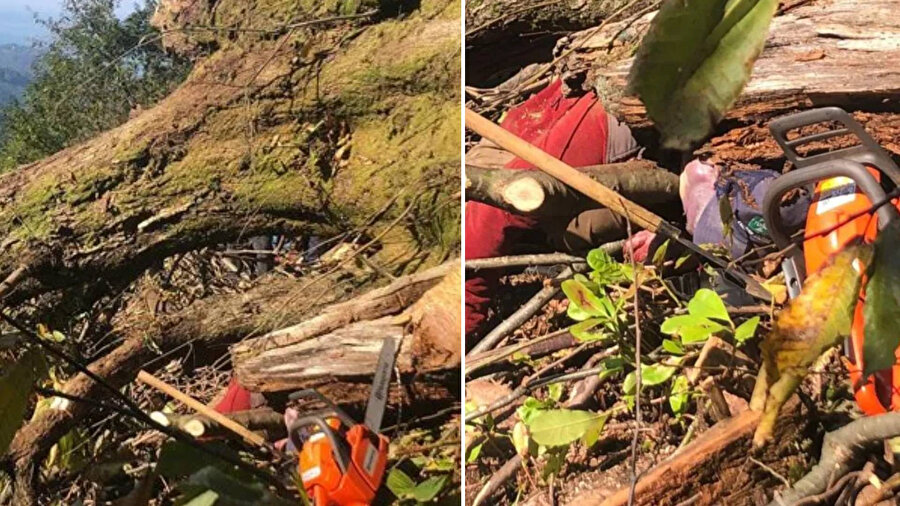 Artvin’de üzerine ağaç devrilen işçi hayatını kaybetti. 