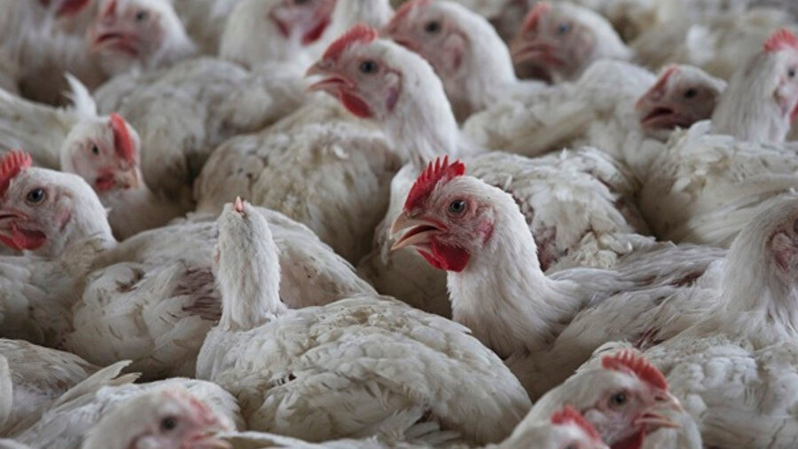 Kümes hayvanlarına karantina