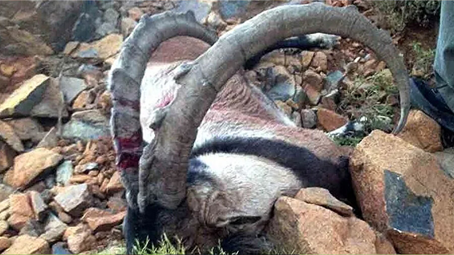 Kağızman’da yaban keçisi avına ağır ceza: 658 bin 257 lira