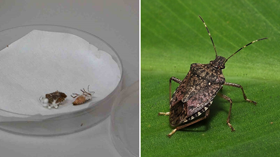 Kahverengi kokarca böceği istilasında yeni çözüm | ​Samuray arısı yetmedi: Bu kez mantarla mücadele edilecek