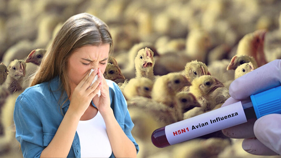 Kuş gribi krizi giderek büyüyor