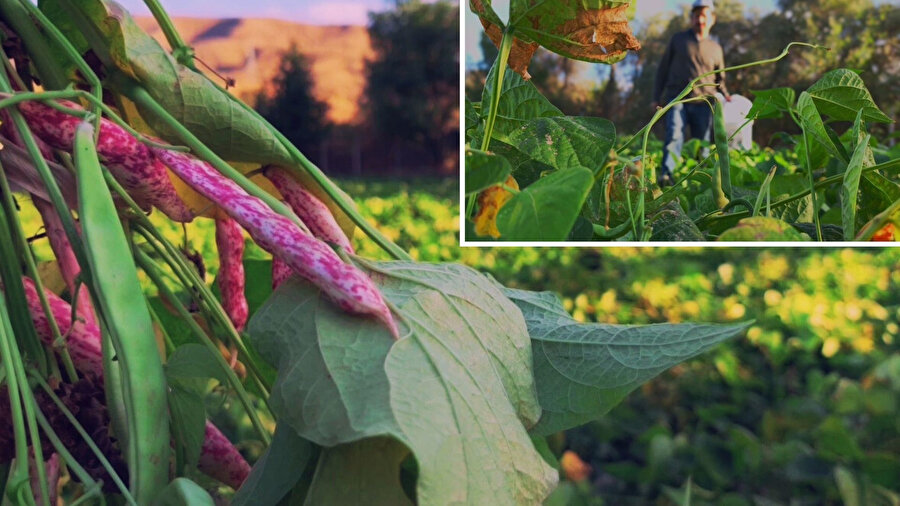 Erzurum'un 'beyaz altını' dünya mutfağının gözdesi! Kilosu 500 TL'yi buluyor