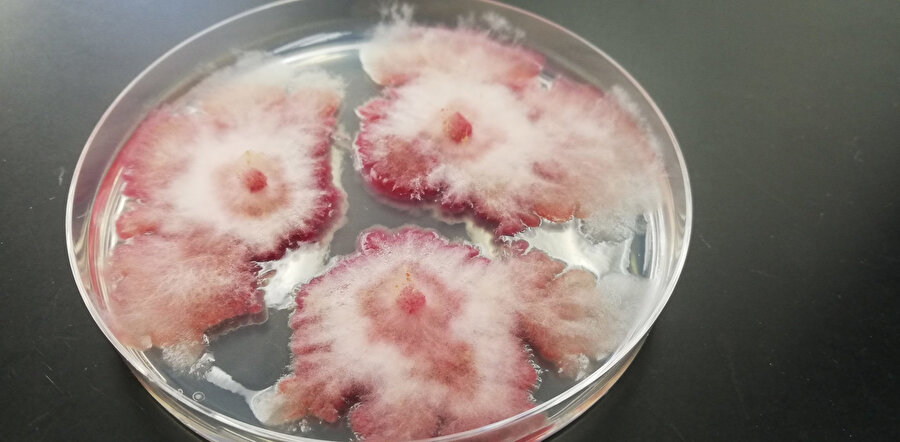 Fusarium graminearum