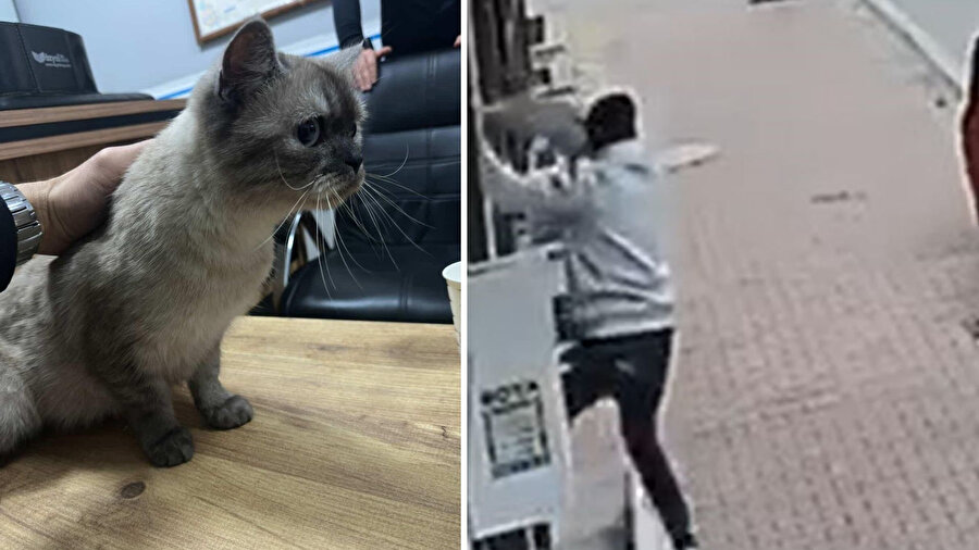 Balkona tırmanıp cins kediyi çaldı