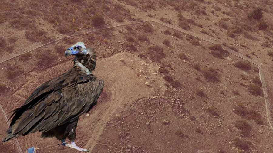 Doğa'nın temizlik zinciri: Dünyada yalnızca üç yerde görülüyor! Akbabaların yiyecek döngüsü...
