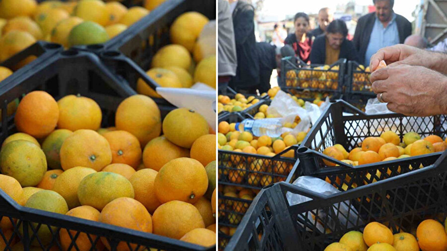 Mandalinanın fiyatı 2 TL’ye düştü: Tonlarca ürünü vatandaşlara ücretsiz dağıttılar