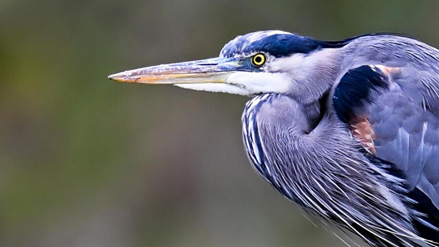  Mavi balıkçıl kuşu