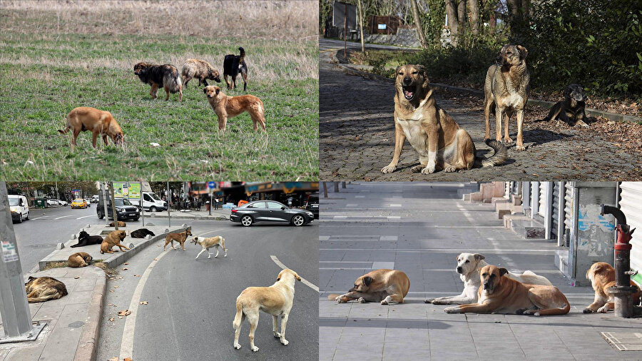İstanbul sokak köpekleri