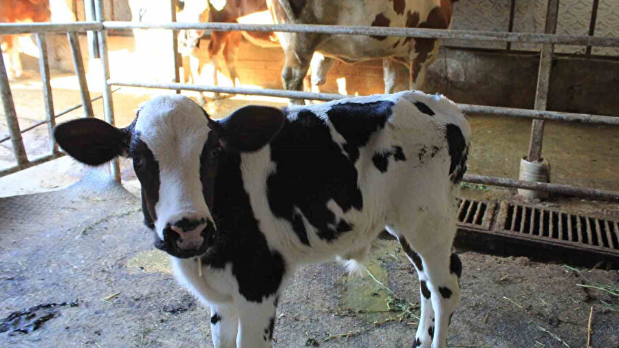 Şap kırdı geçirdi: Beside yüzde 30 kayıp tahmin ediliyor! TÜSEDAD: Hastalık et arzını vurdu, fiyatlar artacak