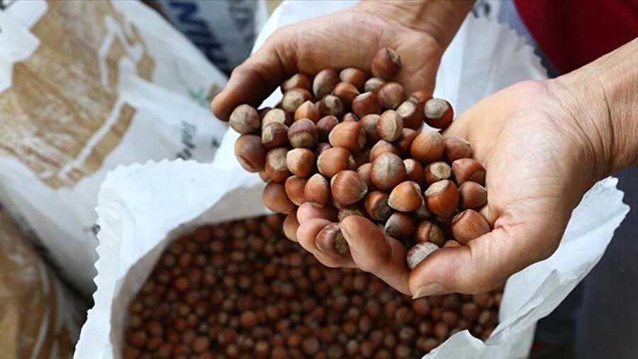 Fındık Fiyatları Ne Kadar? 25 Kasım 2025 İl İl Güncel Fındık Fiyatları (Sert Düşüş Mü Var?)