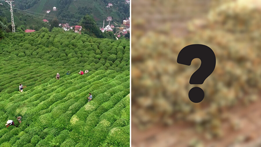 Karadeniz'in yeni çay ürünü şaşkınlık yarattı​