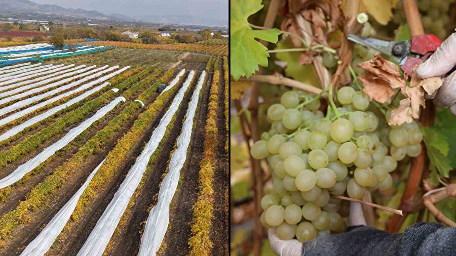 Elazığ'da bağları don vurdu: Üzüm rekoltesi yüzde 80 düştü