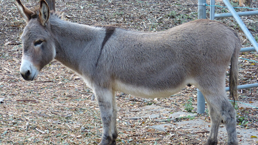 Almanya Gazze'den çocuklar yerine yaralı eşekleri tahliye etti