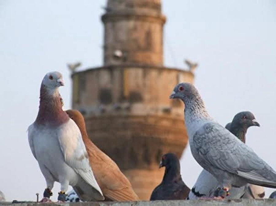 Kuşçuluk Geleneği