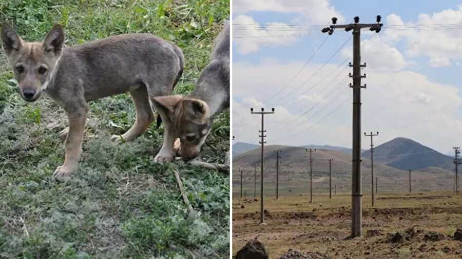 Van’da korkunç manzara